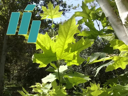 iGreen and tree lifes